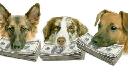 Dogs_Money